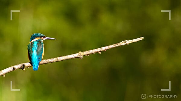 blue bird sat on a branch