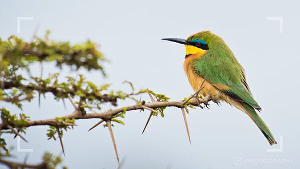 Bird photography tips 7 green and yellow bird sat on a branch