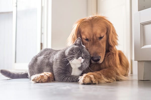 pet photography cat and dog lying down together