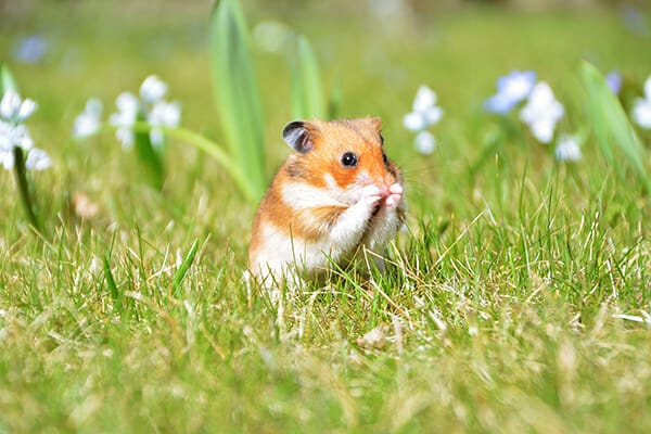 pet photography hamster in field eating