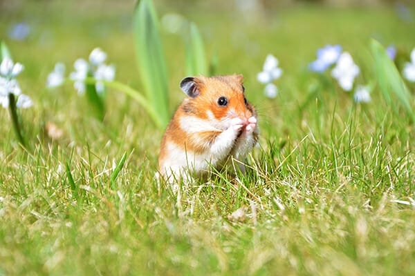 pet photography hamster in field eating pet photography hamster in field eating