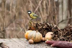 spring photography tips bird on pumpkin 4