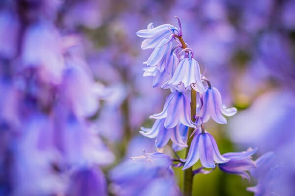 spring photography tips bluebell close up 7