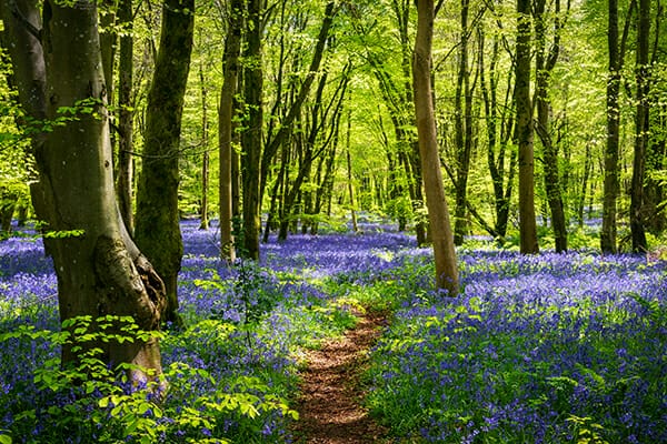 spring photography tips field of bluebells 6