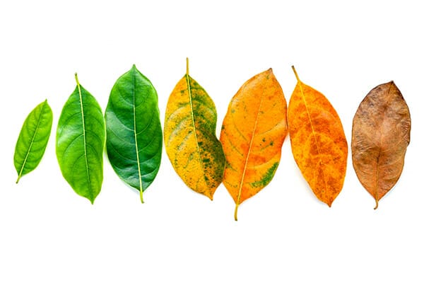 autumn fall photography tips 1 autumn fall photography leaves changing from green to brown white background