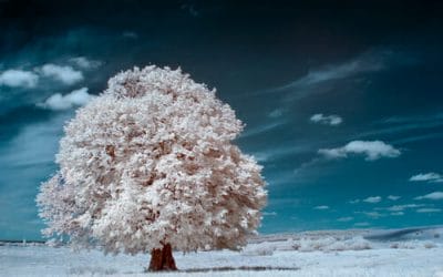Infrared Photography Tips for Beginners