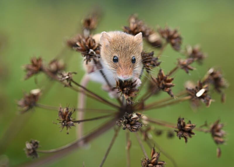 Barbara Coulson Barbara Coulson Wildlife photographs