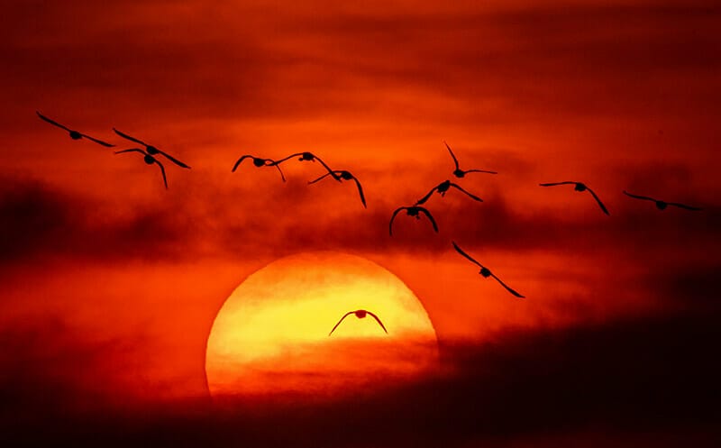JeremyWood_SunsetOverMarshes wildlife photographs