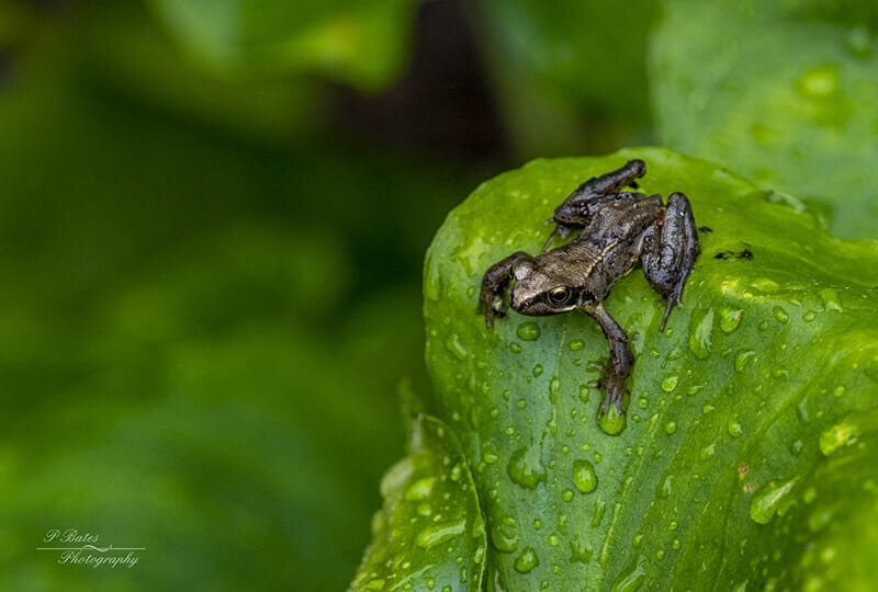 Paul Bates wildlife photographs Paul Bates