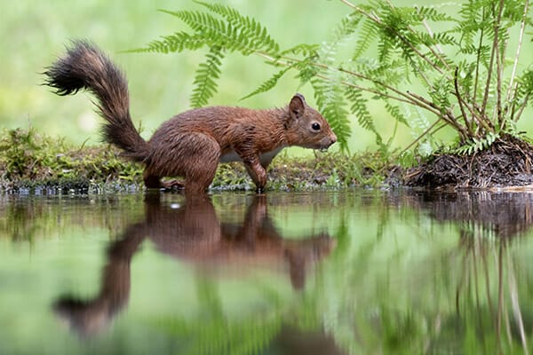 Sue Hamblin wildlife photographs sue hamblin