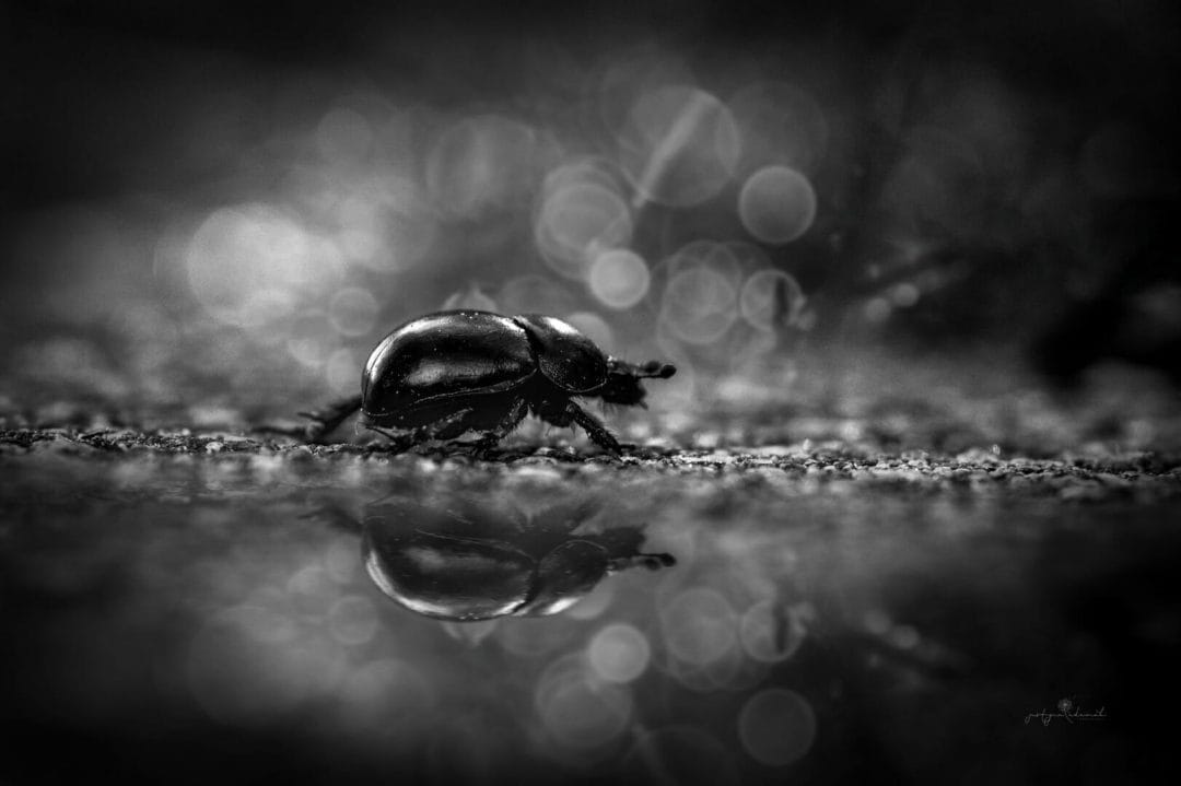 JustynaAdamek_Beatle JustynaAdamek_Beatle