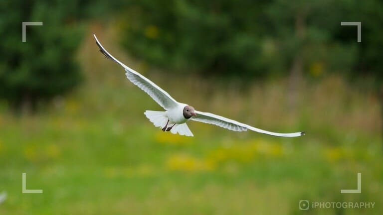 photographing birds in flight