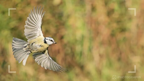 photographing blue tit in flight