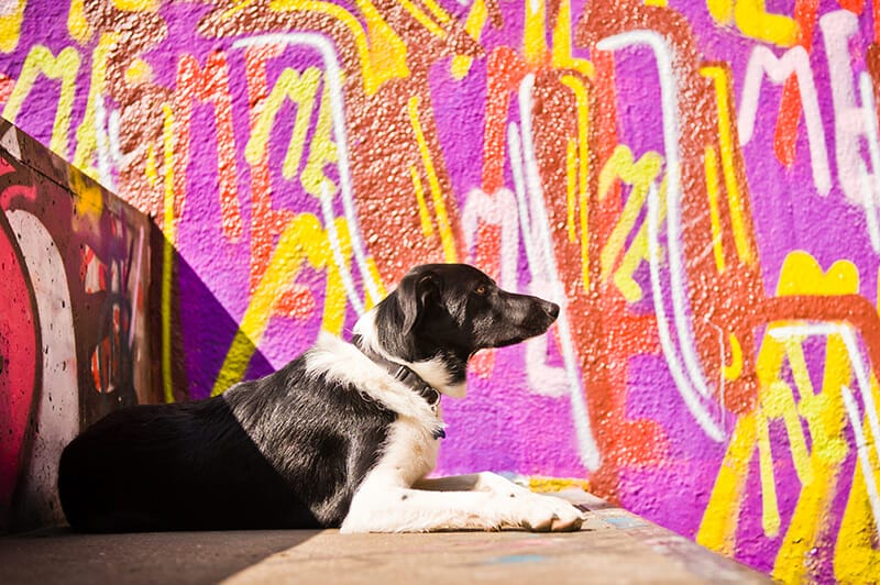 Dog photos street photography pink graffiti