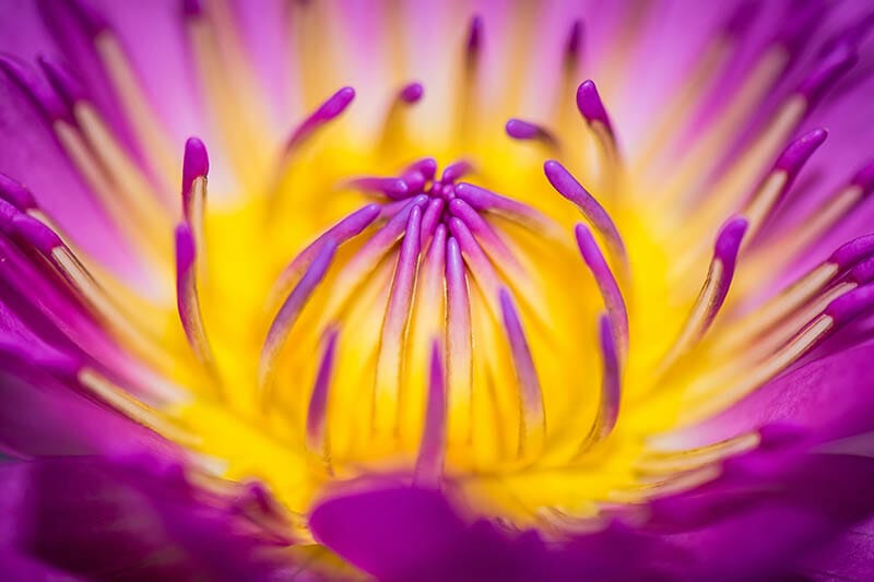 A Foolproof Plan for Amazing Macro Photos