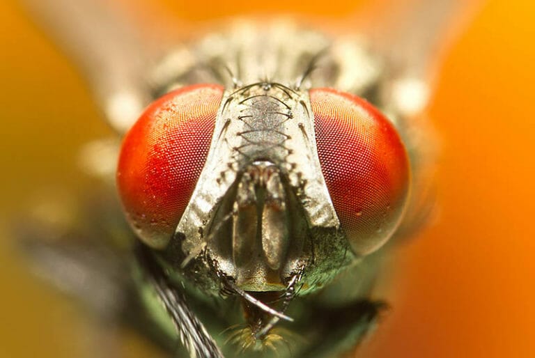 Macro Photography: Complete Guide for Beginners - iPhotography