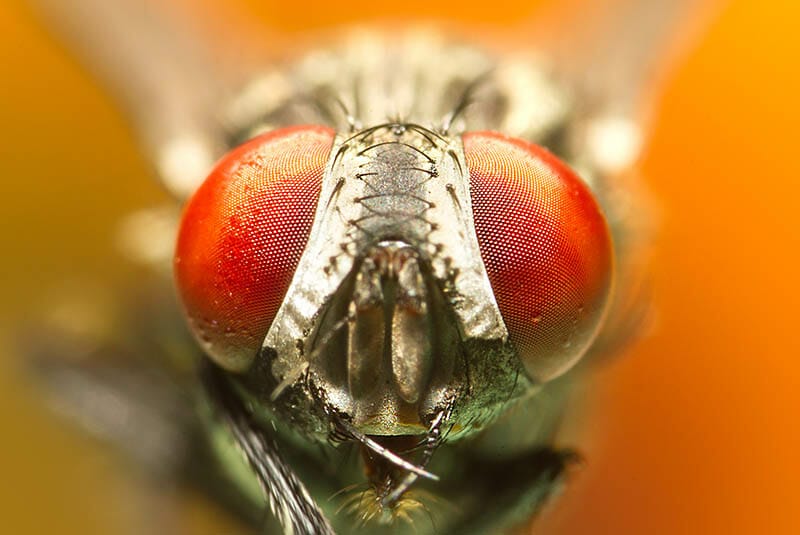 Macro Photography Guide by iPhotography.com
