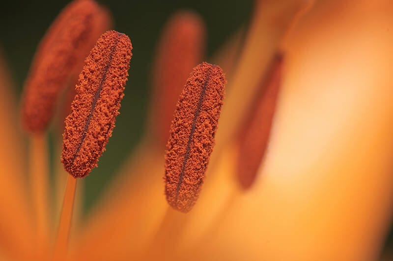 Macro Photography: Complete Guide For Beginners - IPhotography