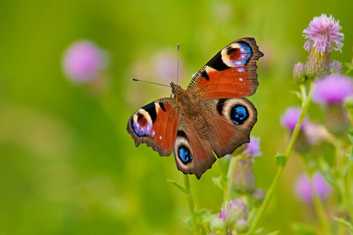 photographing garden animals by Rachel Sinclair Copyright 2021