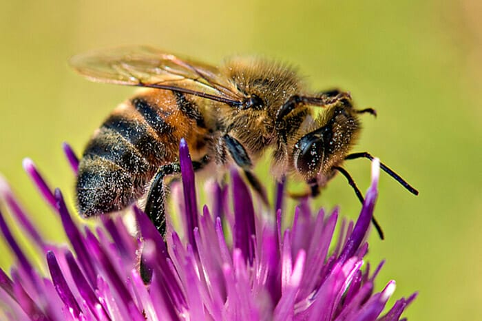 photographing garden animals by Rachel Sinclair Copyright 2021