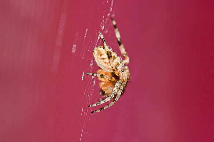 Photographing_Garden_Wildlife_9
