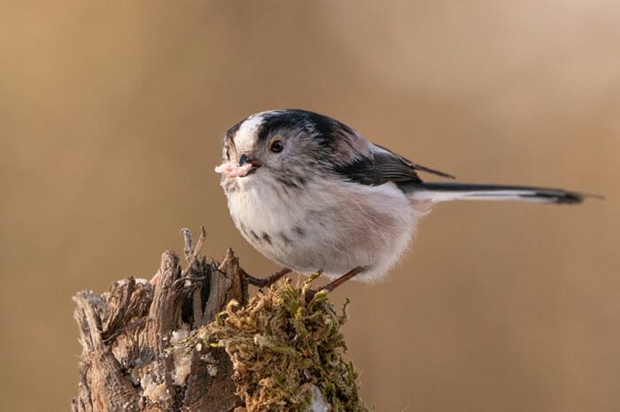 Photographing_Garden_Wildlife_11