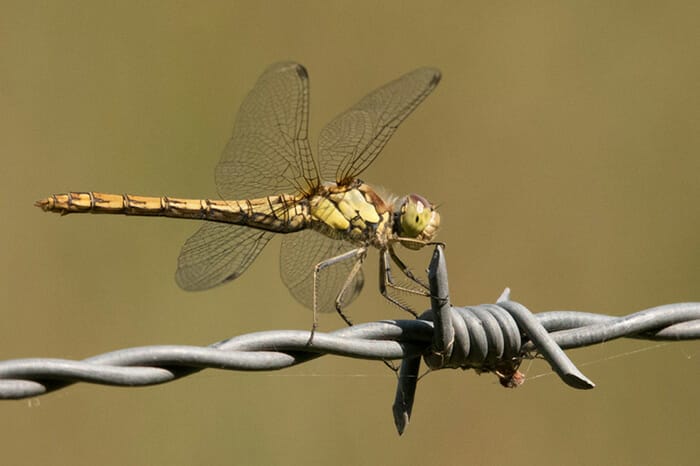 Photographing_Garden_Wildlife_12