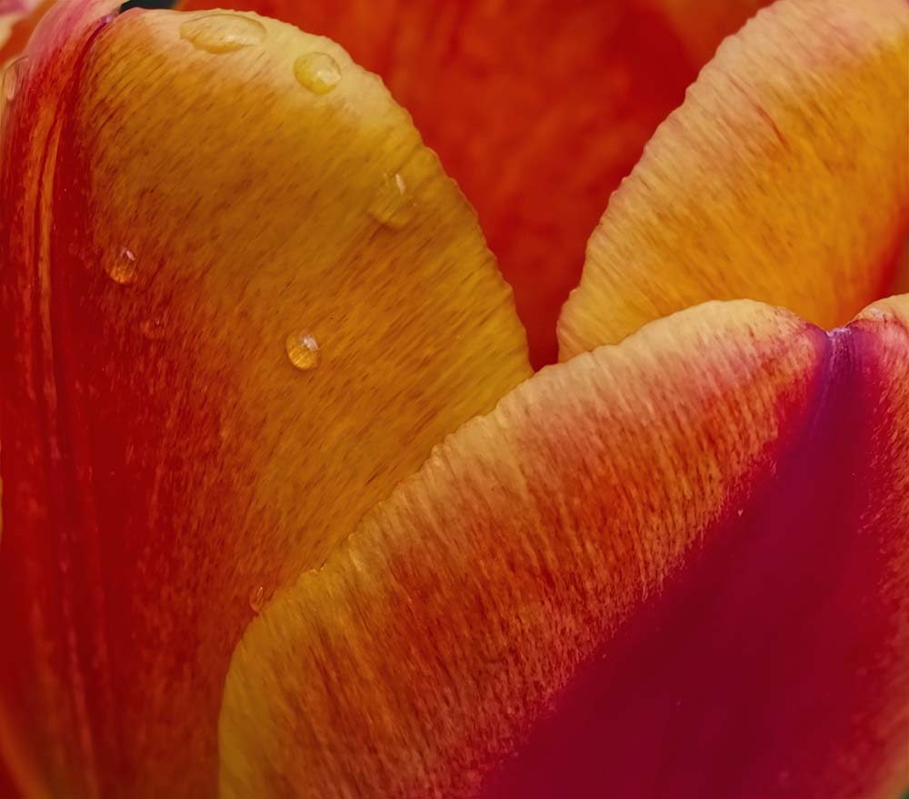 Flower Photography Tips 10 Ideas for Pro Stylised Floral Photos