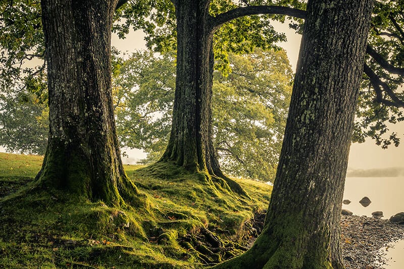 Woodland - Landscape Course