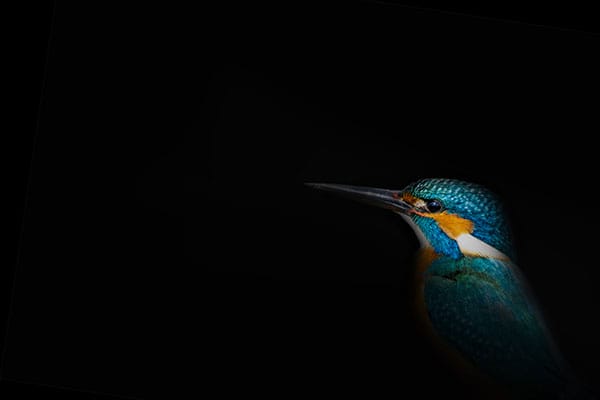 Art in Nature Photography. Spot light and Bird. Black background.