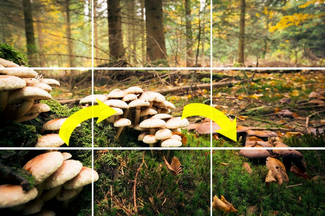 Mushroom,In,The,Forest nature photography tutorial