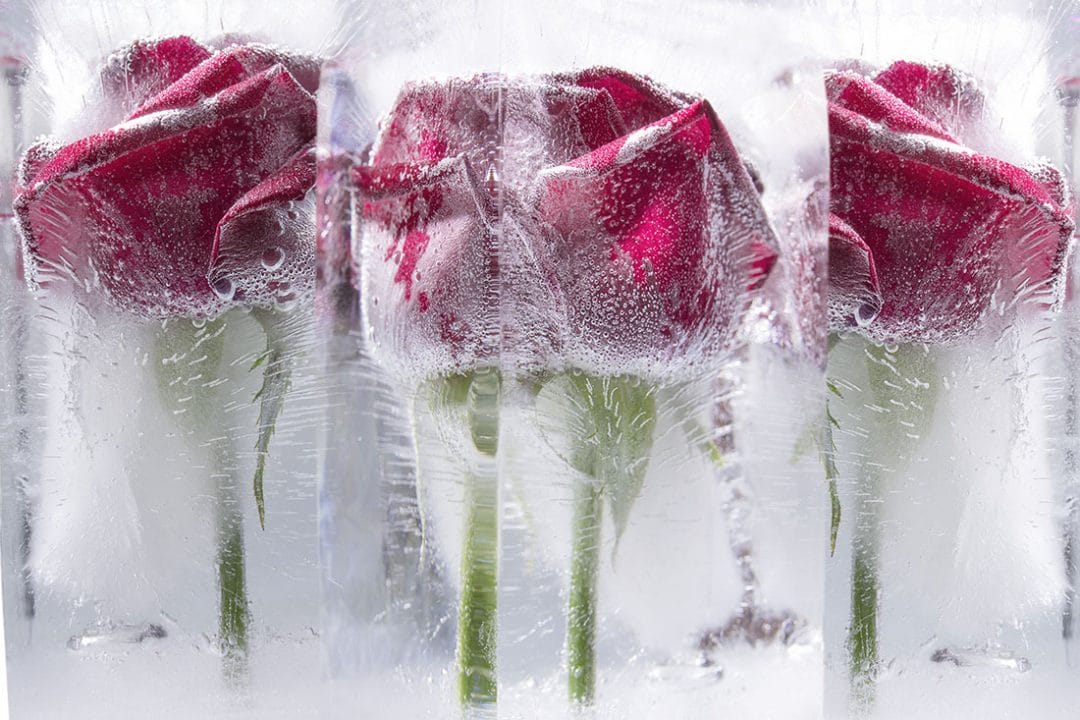 Frozen,Roses Fine Art Photography Tutorial