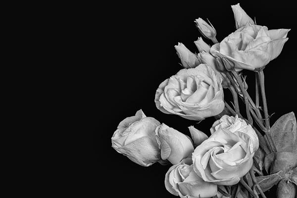Vintage,Monochrome,Showy,Prairie,Gentian,Bouquet,Macro,black,Background,painting,Style,Fine