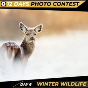 Day 6 Winter Wildlife Christmas Competition 2021