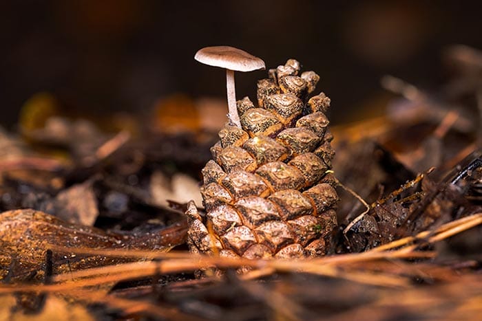 10 Nature Photography Tips by iPhotography.com