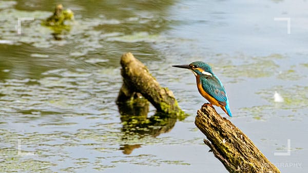 Bird Photography: 10 Tips For AMAZING Photos - IPhotography