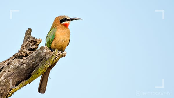 Bird Photography Tips by iPhotography.com