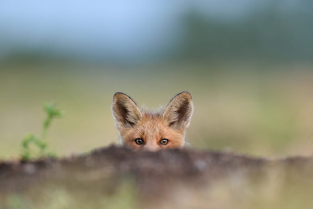 Nature Photography Tips A Fox peeking over a mound of earth