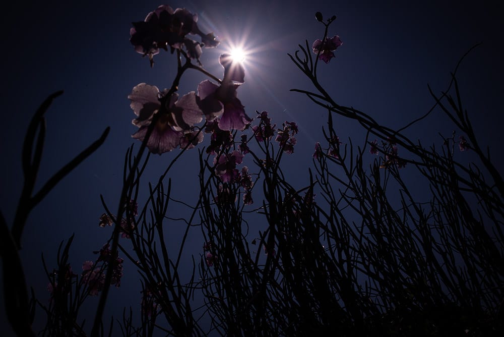 Low Light Photography Tips Low Angle Nature Shot Dark looking towards the sun
