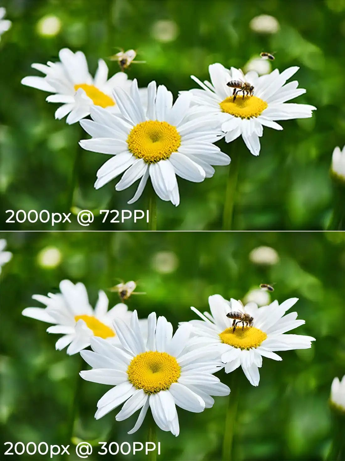What Does Photo Resolution Mean for Photographers?