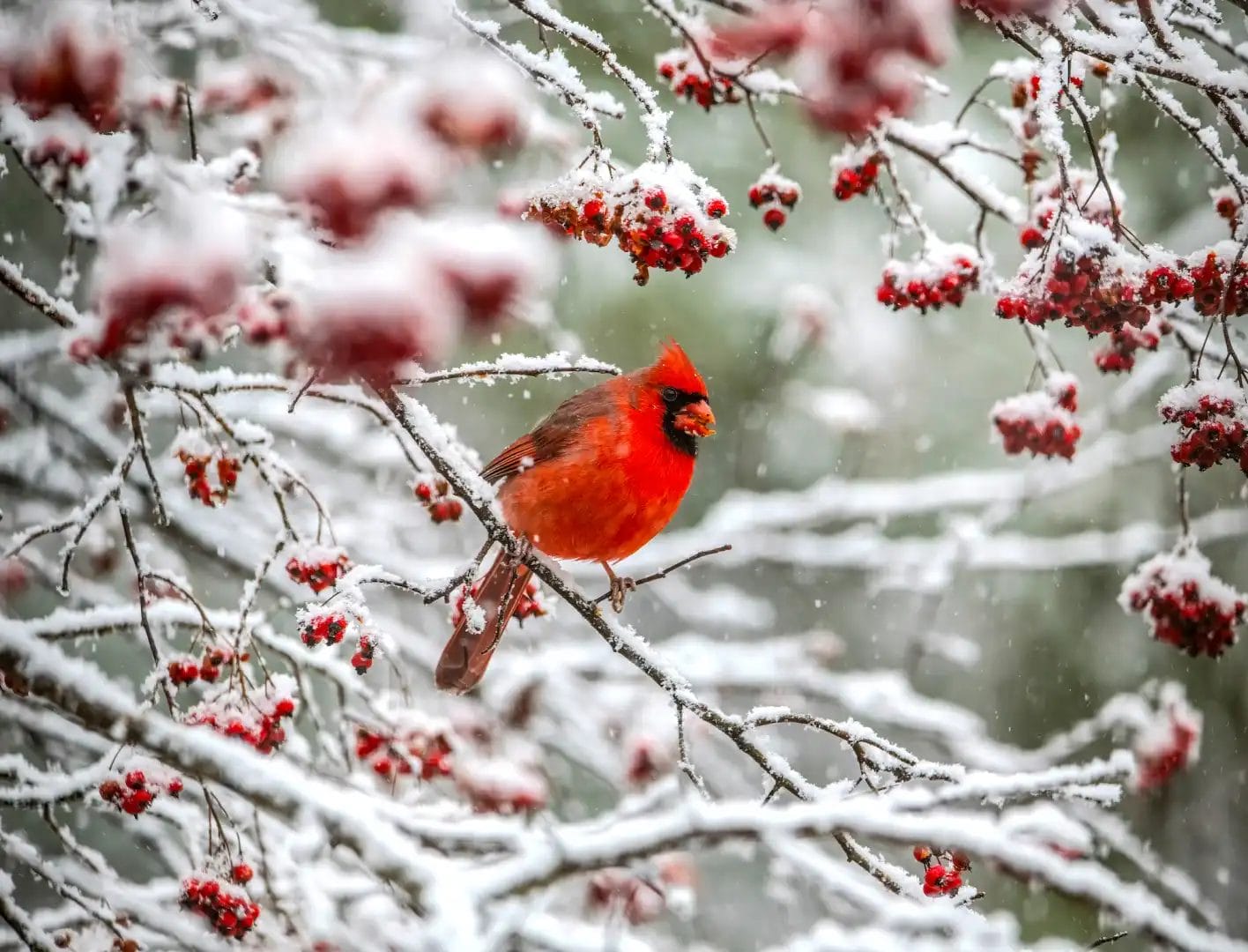 Red Cardinal bird on a snow covered tree branch surrounded by red berries