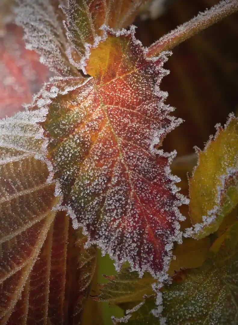 A red and orange leaf covered in winter frost