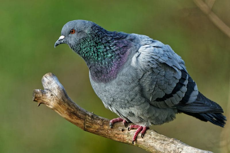 Pigeon photographed with a telephoto lens.