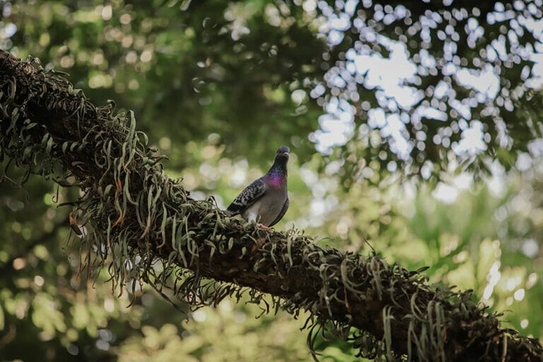 What is Lens Compression in Photography? Guide for Beginners