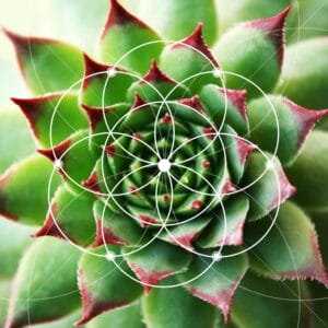 What is the Golden Ratio? How to Use it for Photography