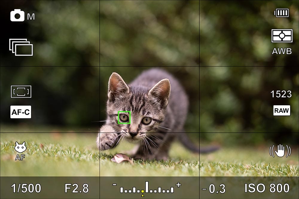 Screen or camera viewfinder with the photographic settings of an animal portrait