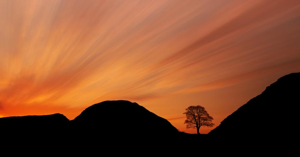 Sycamore Gap tree at sunset with an orange sky in Northumberland near Hadrian's Wall, United Kingdom