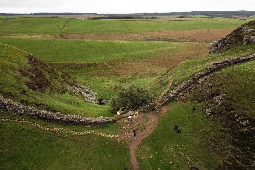 Amazing Photos of the Sycamore Gap Tree Northumberland