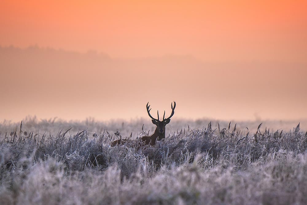 Beautiful sunrise on field with red deer. Winter foggy frosty morning with deer. Winter sunny landscape with sunlight.