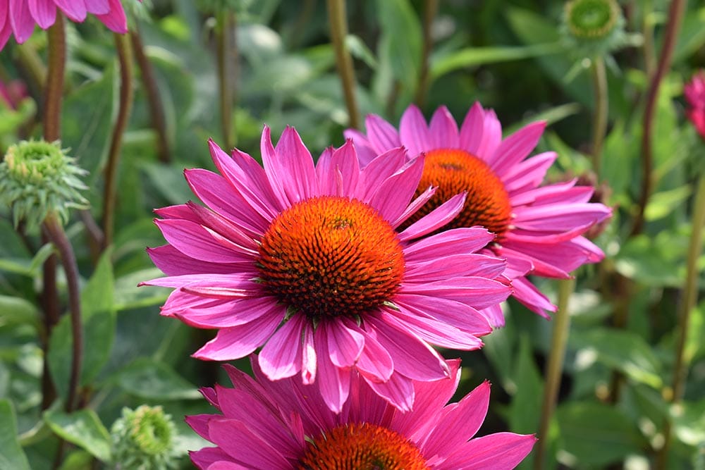 Close-up of hot pink petals on daisies with bright orange center blossoming in the warm summer of Manchester, UK at RHS Garden Bridgewater.